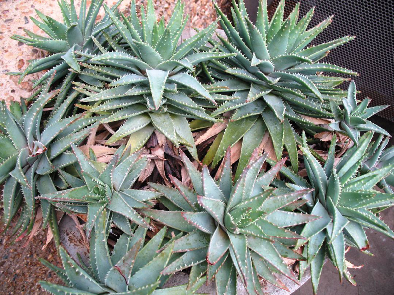 Aloe brevifolia / Short Leaf Aloe