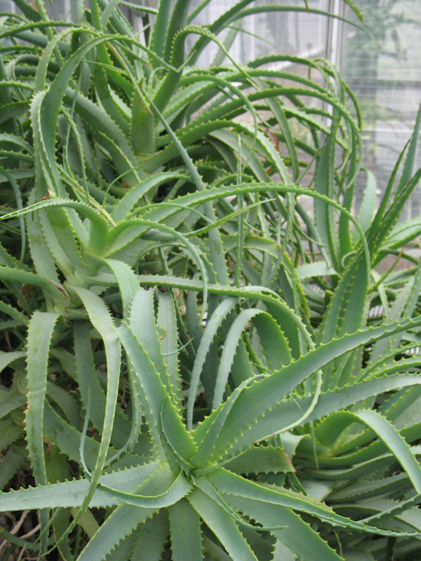 Aloe mutabilis / 