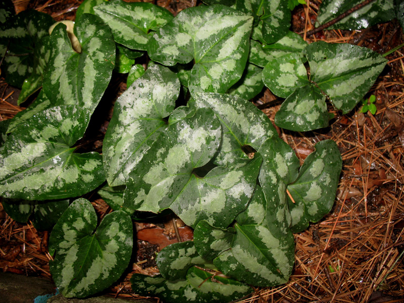 Asarum splendens / Asarum splendens