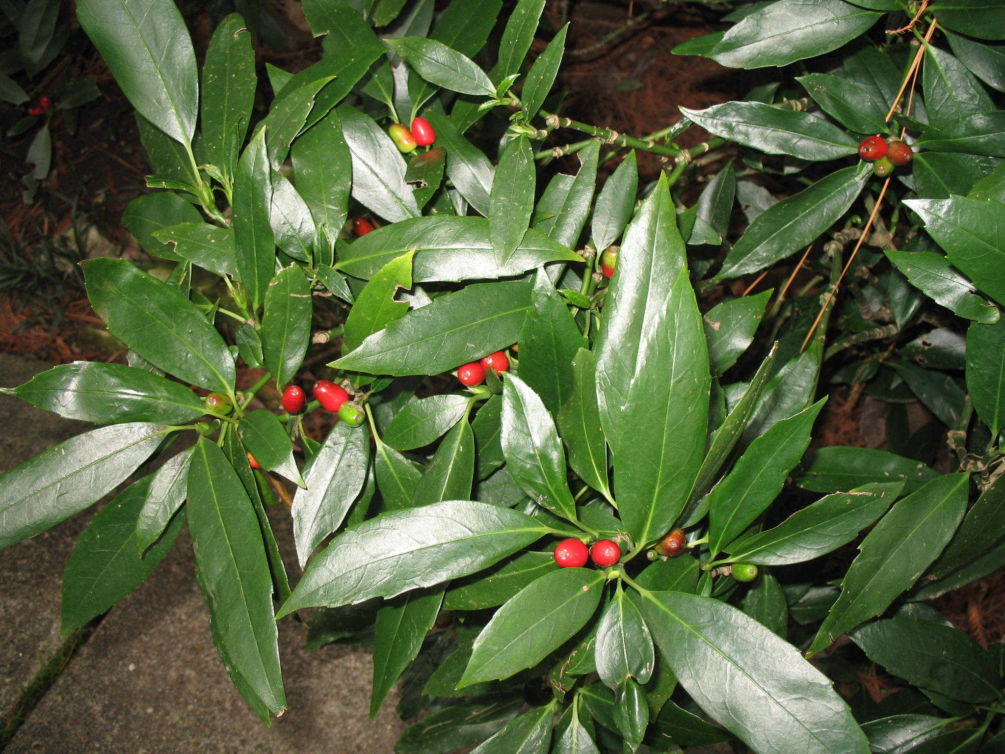 Aucuba japonica  / Aucuba