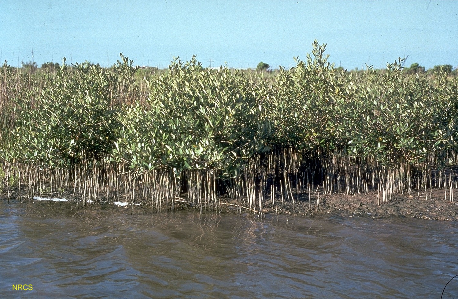 Avicennia germinans / Black Mangrove