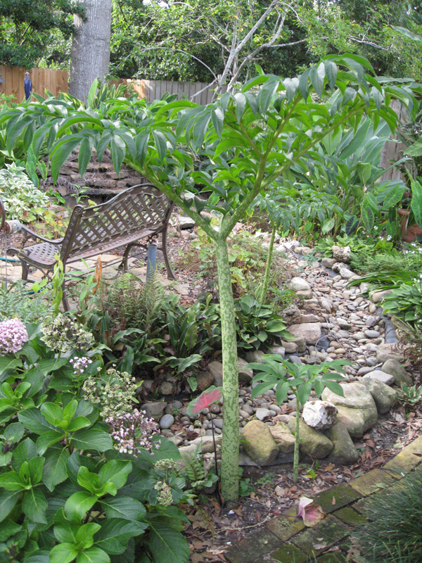 Amorphophallus bulbifera    / Voodoo Lily