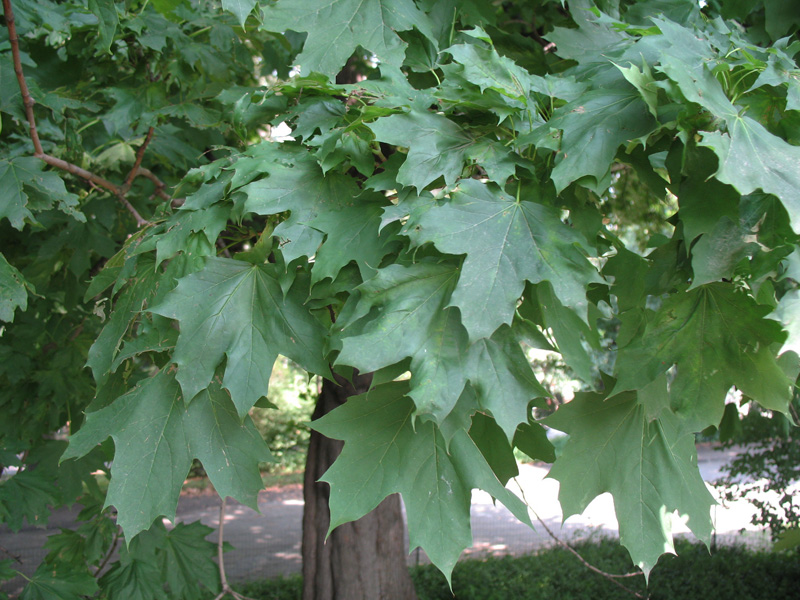 Acer platanoides / Norway Maple