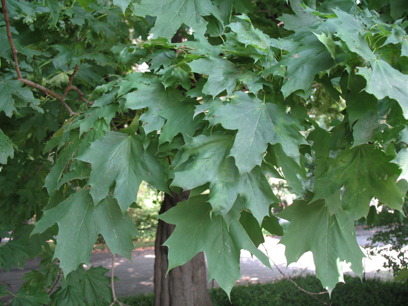 Acer platanoides / Acer platanoides