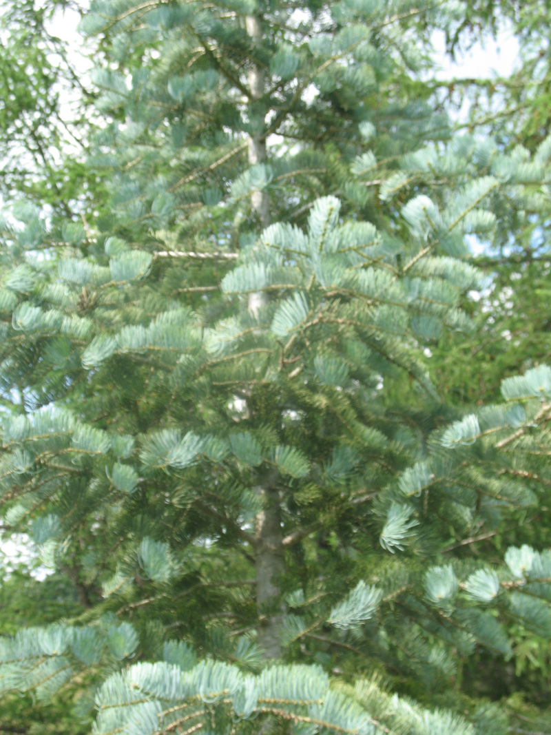 Abies concolor 'Select Blue'   / Abies concolor 'Select Blue'  