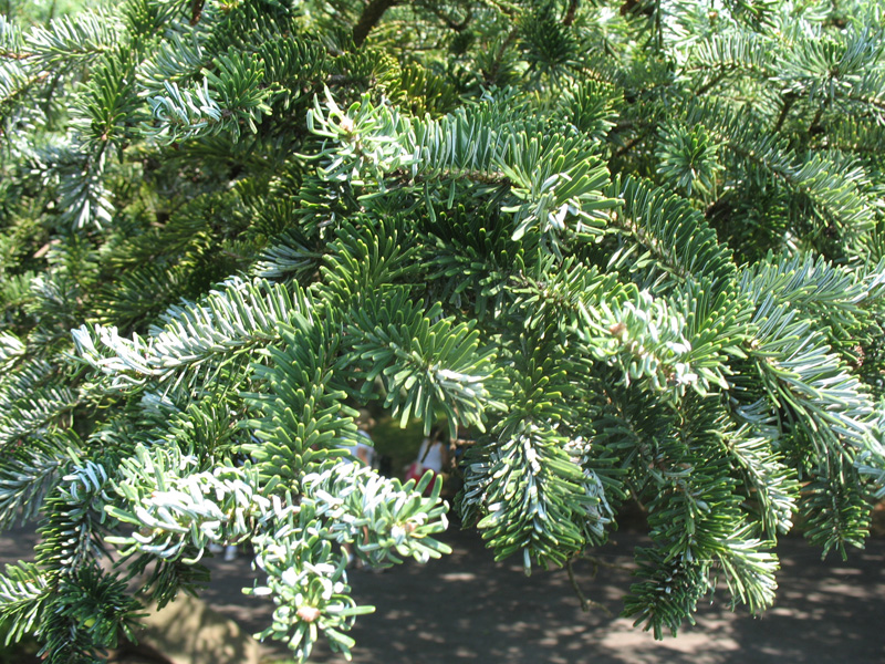 Abies homolepis   / Nikko Fir