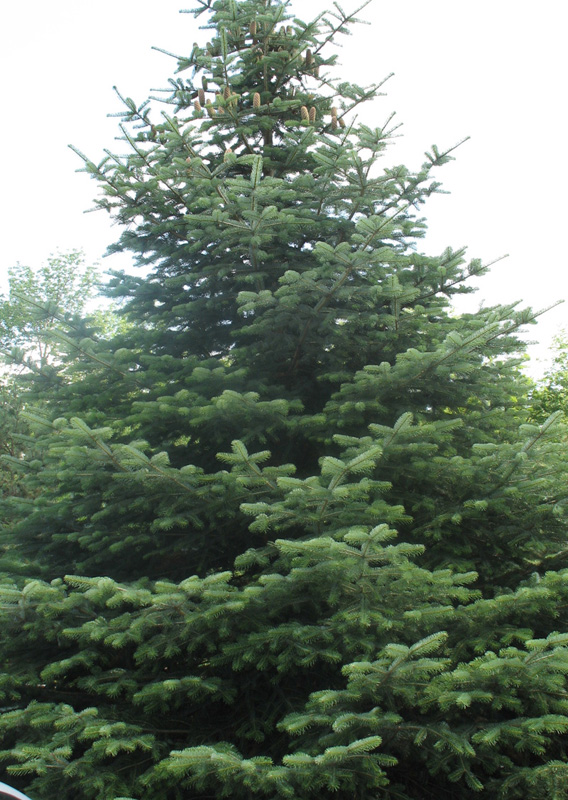 Abies pinsapo 'Marocana'   / Marocana Fir