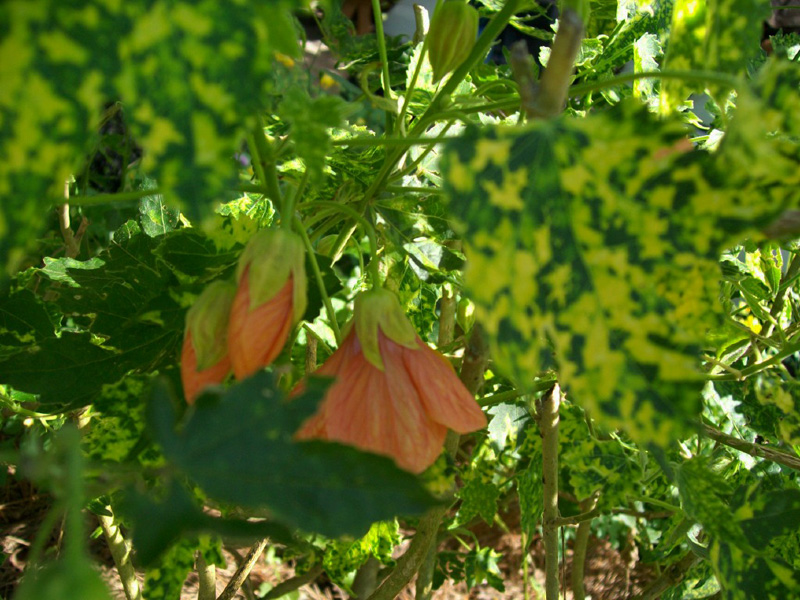 Abutilon pictum 'Thompsonii' / Flowering Maple, Parlor Maple