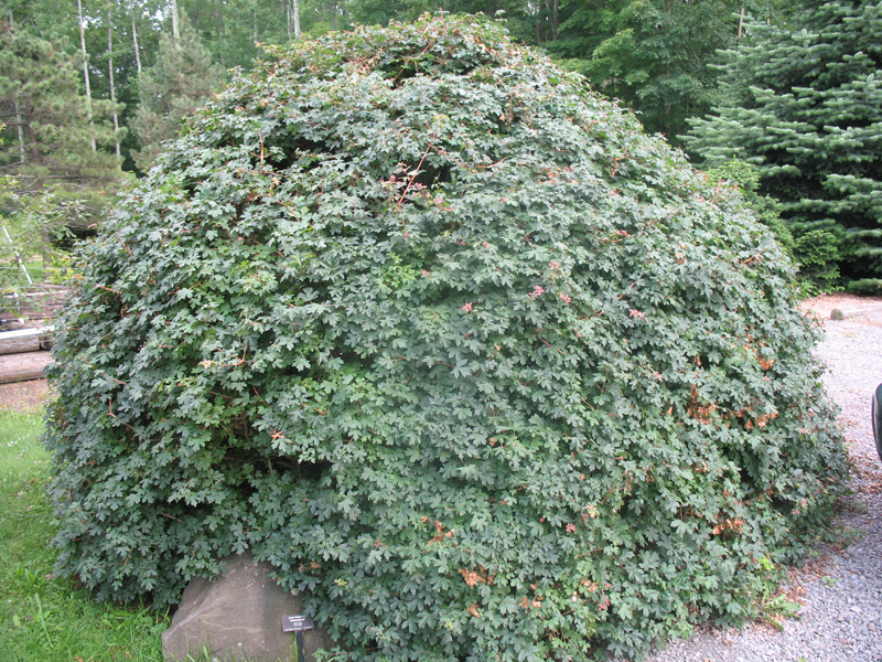 Acer campestre 'Hebecarpum'   / Field Maple