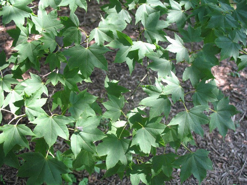 Acer flabellatum  / Fan-leaf Maple