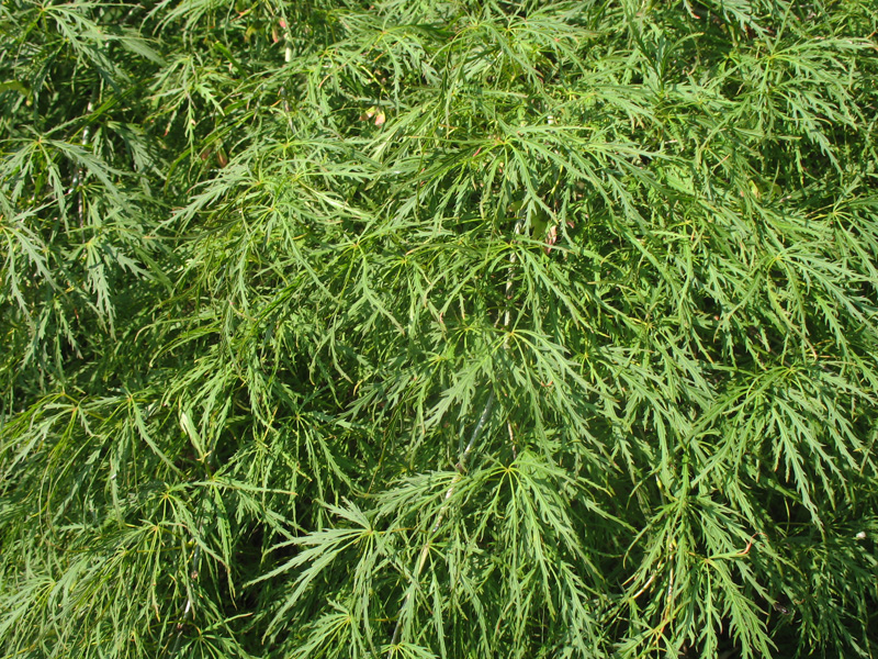 Acer palmatum 'Ornatum'   / Japanese Maple