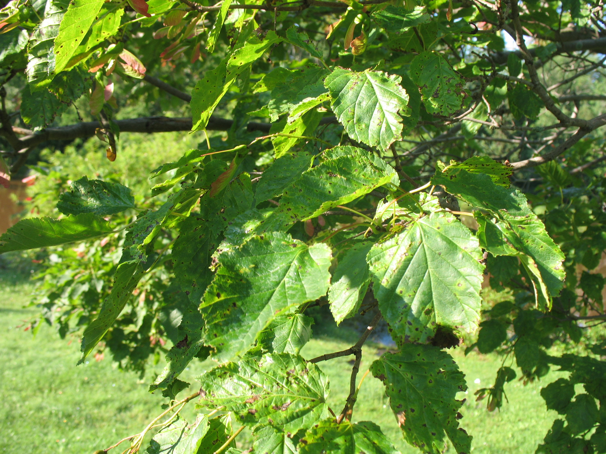 Acer tataricum   / Acer tataricum  