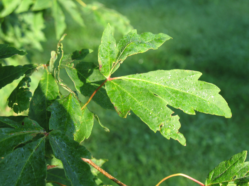 Acer triflorum  / Three-flower Maple
