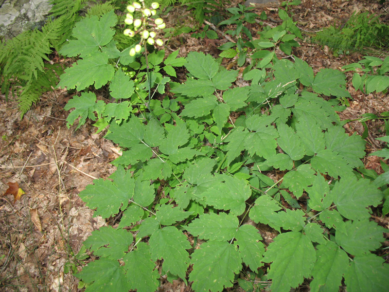 Actaea pachypoda   / Actaea pachypoda  