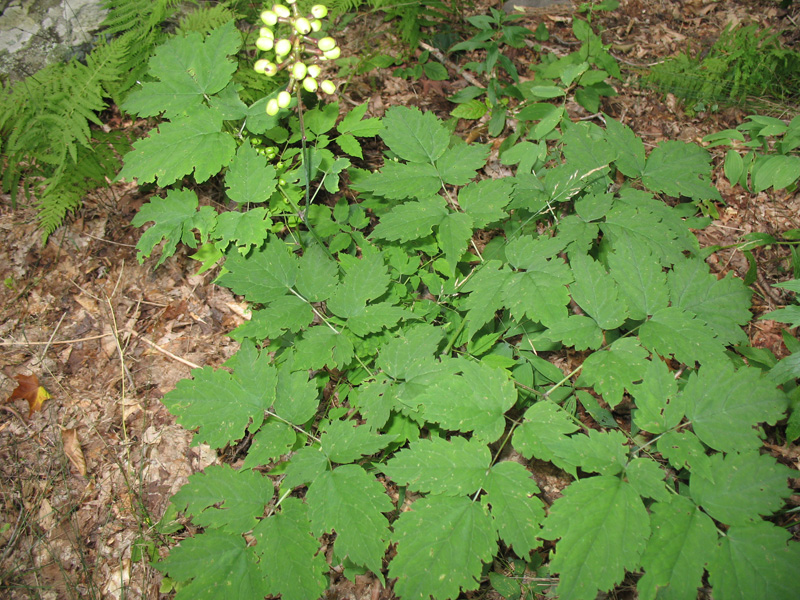 Actaea pachypoda   / Doll's Eyes, Bainberry