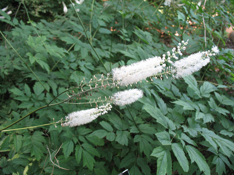Actaea racemosa  / Black Snakeroot