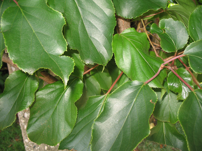 Actinidia arguta var. cordifolia  / Chinese Gooseberry, Hardy Kiwi