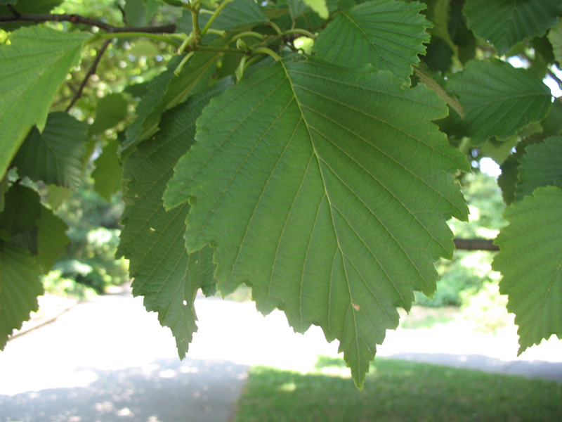 Alnus hirsuta var. hirsuta     / Alnus hirsuta var. hirsuta    