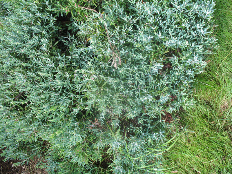 Andromeda polifolia 'Blue Ice' / Andromeda polifolia 'Blue Ice'