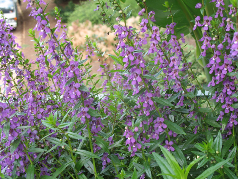 Angelonia 'Serena Purple' / Summer Snapdragon