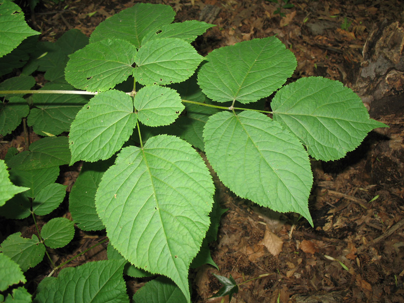 Aralia racemosa   / Aralia racemosa  