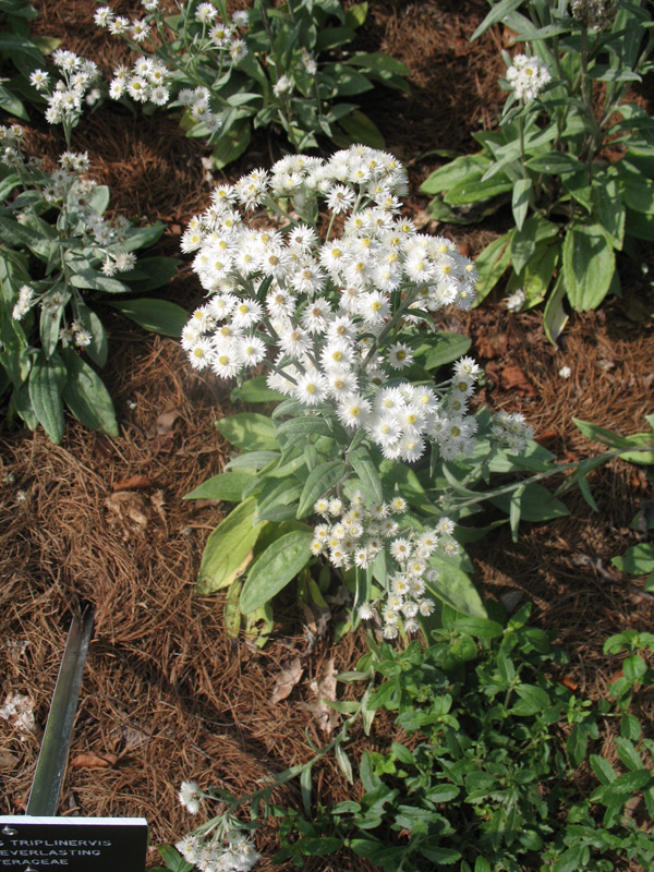 Anaphalis triplinervis     / Pearly Everlasting