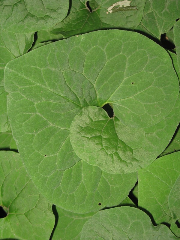 Asarum canadense  / Wild Ginger