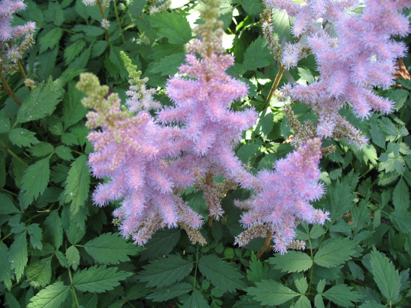 Astilbe chinensis 'Christian'    / False Spiraea