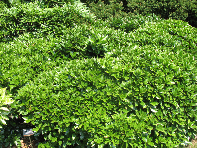 Aucuba japonica 'Longifolia' / Aucuba japonica 'Longifolia'