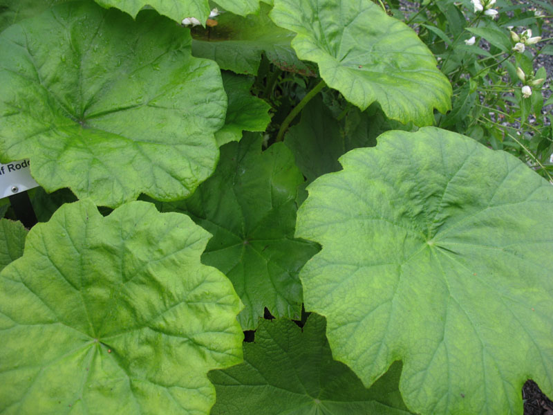 Astilboides tabularis     / Shieldleaf Rodgersia