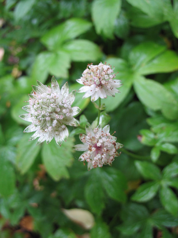 Astrantia maxima   / Masterwort