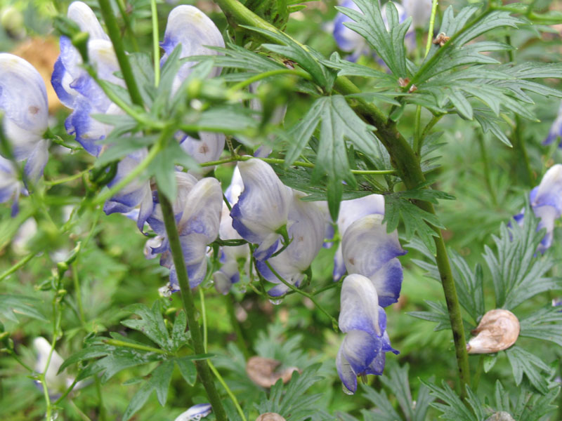 Aconitum napellus / Monkshood, Wolf's Bane, Helmet Plant