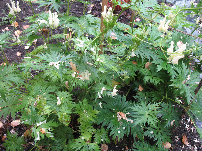 Aconitum napellus ssp. albus 'Ivorine' / Ivorine Monkshood