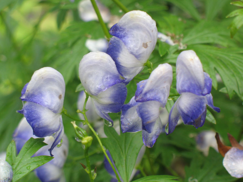 Aconitum x cammarun 'Bicolor' / Monkshood, Wolfbane