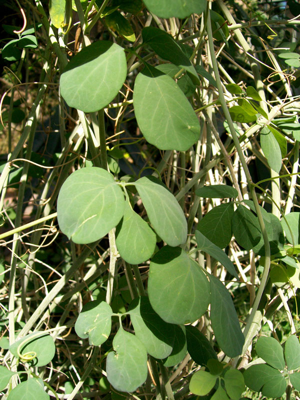 Adenia fruticosa / Green Stem
