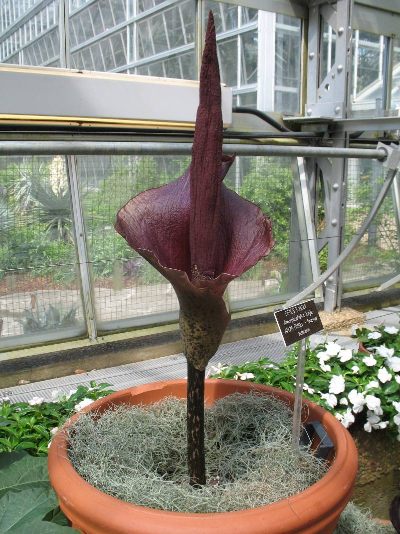 Amorphophallus konjac  / Devil's Tongue, Voodoo Lily