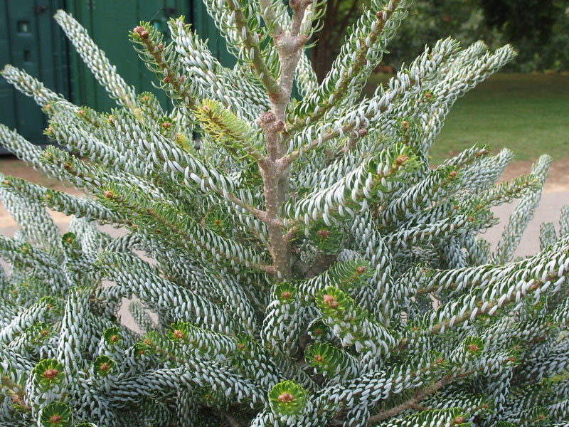 Abies koreana 'Horstmann's Silberlocke' / Abies koreana 'Horstmann's Silberlocke'