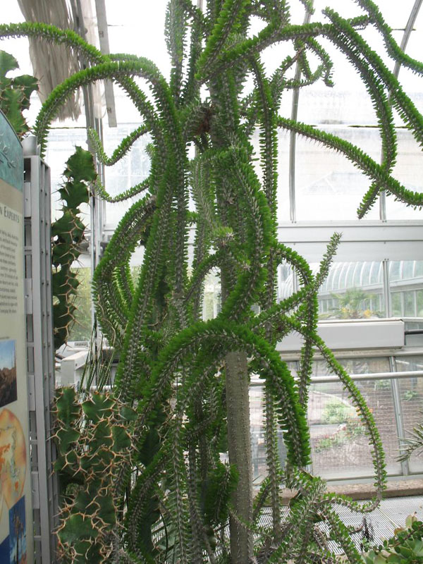 Alluaudia procera / Madagascan Ocotillo