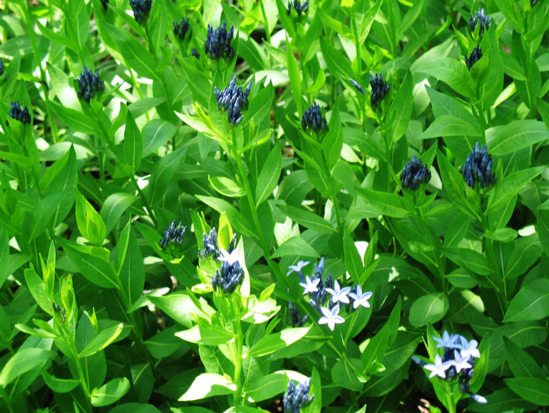 Amsonia tabernaemontana 'Blue Ice' / Woodland Blue Star, Willow Amsonia