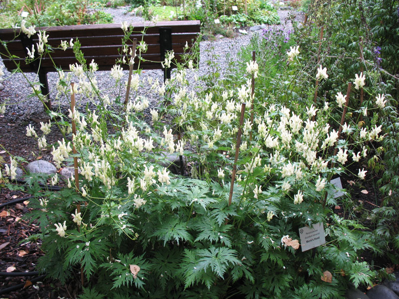 Aconitum lamarckii  / Aconitum lamarckii 