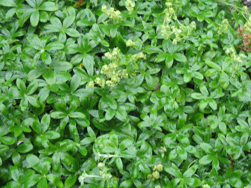 Alchemilla alpina 'Nana'  / Dwarf Lady's Mantel