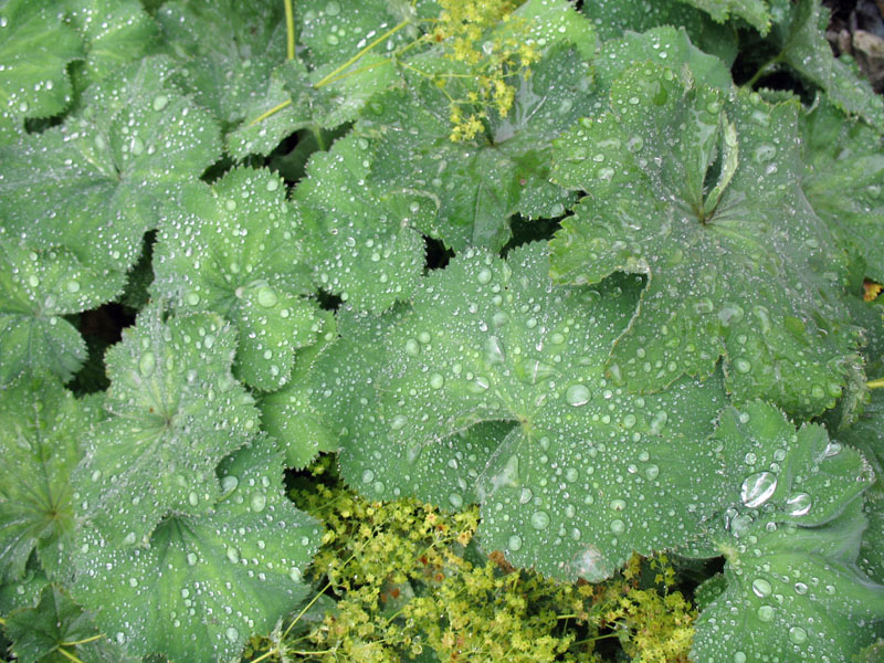 Alchemilla mollis / Alchemilla mollis