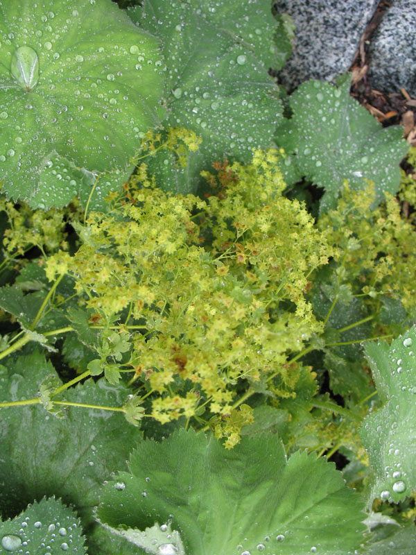 Alchemilla mollis 'Lady's Mantle' / Alchemilla mollis 'Lady's Mantle'