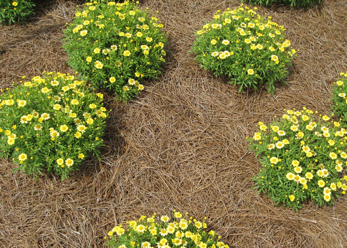 Argyranthemum frutescens 'Sassy Compact Yellow' / Argyranthemum frutescens 'Sassy Compact Yellow'
