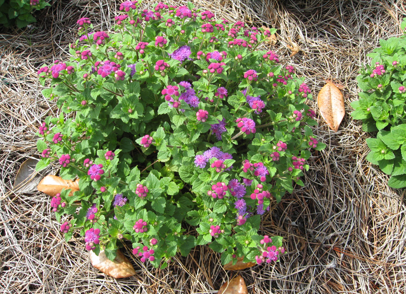 Ageratum houstonianum 'Patina Purple' / Patina Purple Ageratum