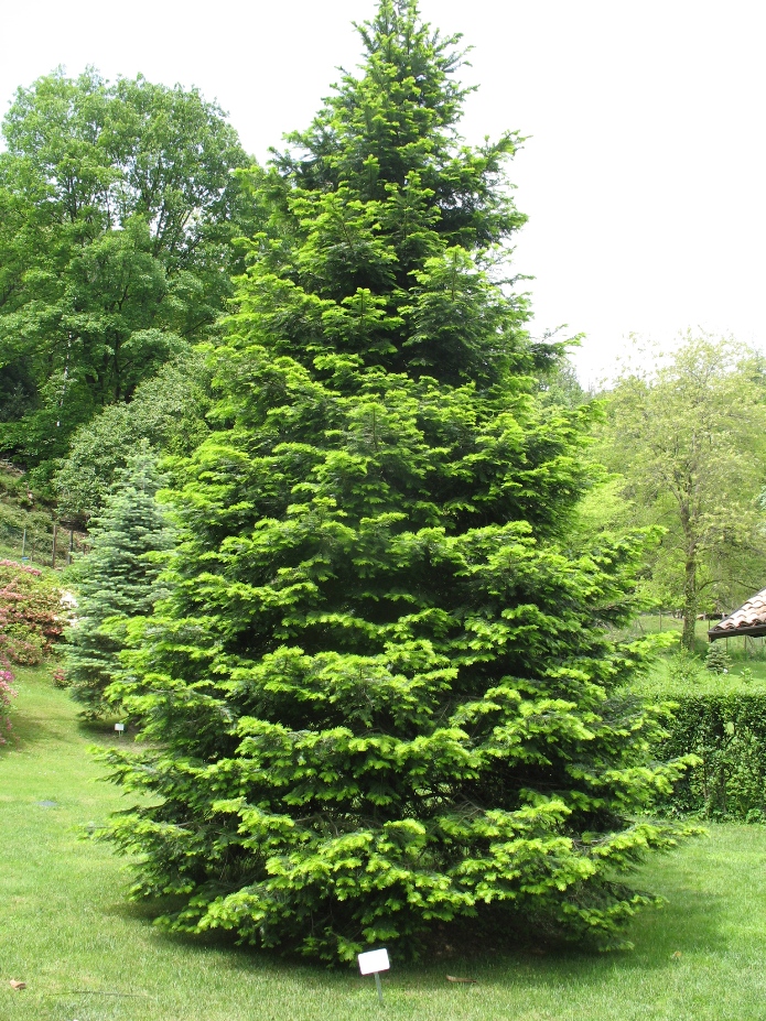 Abies grandis  / Grand Fir, Lowland Fir