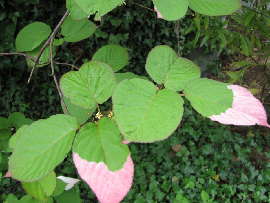 Actinidia kolomikta  / Variegated Kiwi Vine