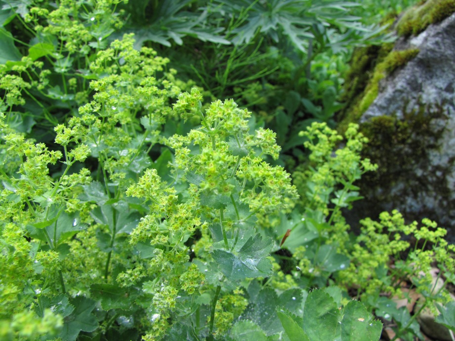 Alchemilla glabra / Lady's Mantle (Smooth)