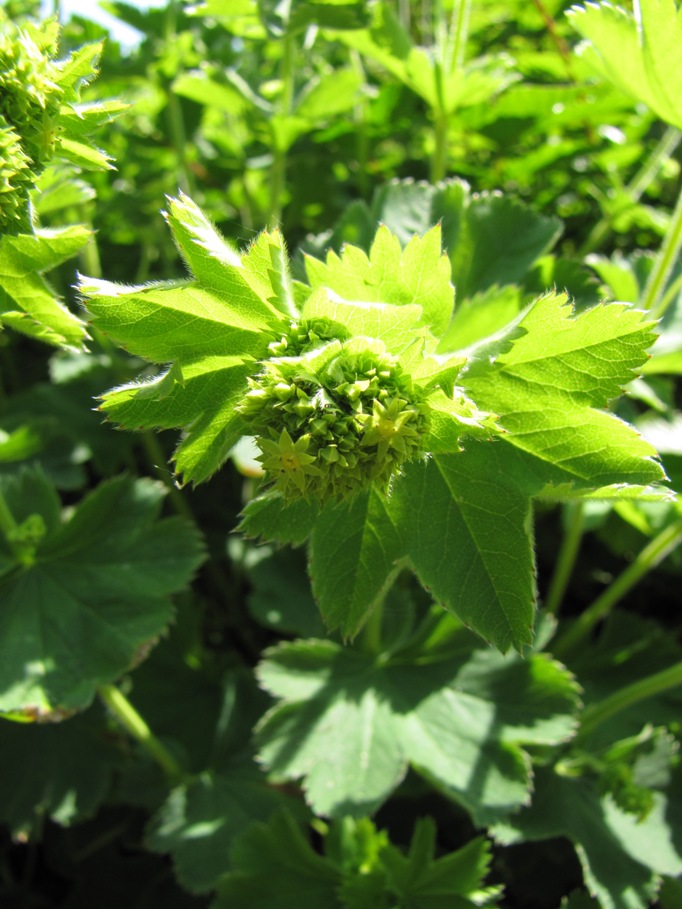 Alchemilla mollis  / Alchemilla mollis 