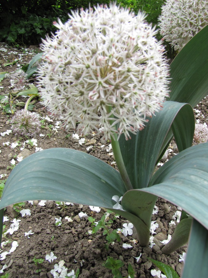 Allium karataviense / Allium karataviense